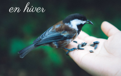 Nourrir les oiseaux en hiver