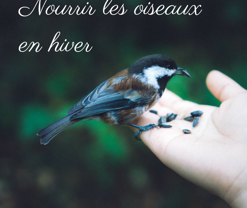 Nourrir les oiseaux en hiver