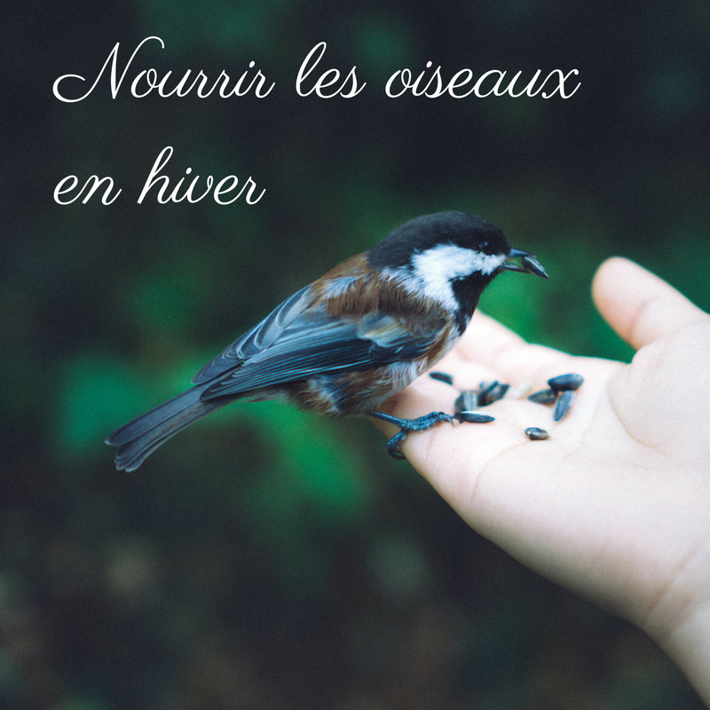 Nourrir les oiseaux en hiver