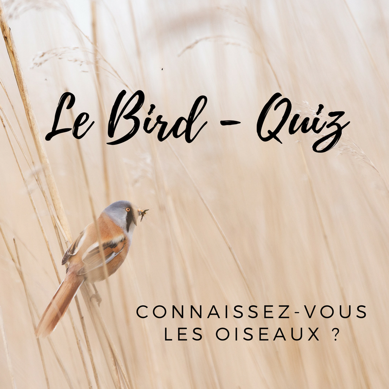 Testez vos connaissances sur les oiseaux grâce à notre questionnaire!