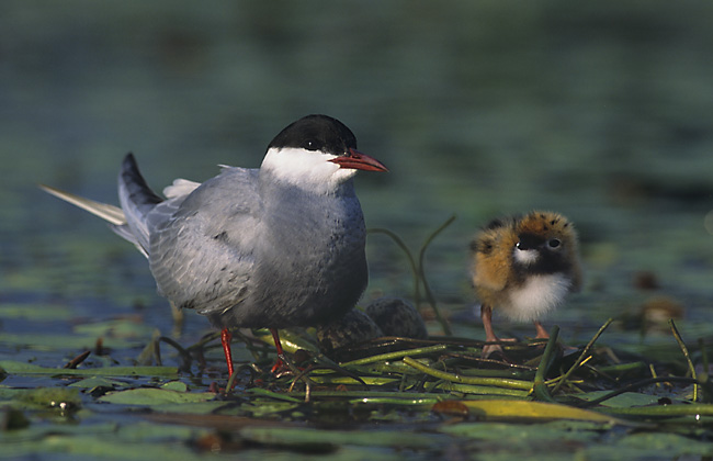 La guifette moustac, un oiseau de la famille des Laridés, sujet de l'article "Une histoire d'Oiseaux" du Bird-Blog d'Une histoire de plumes