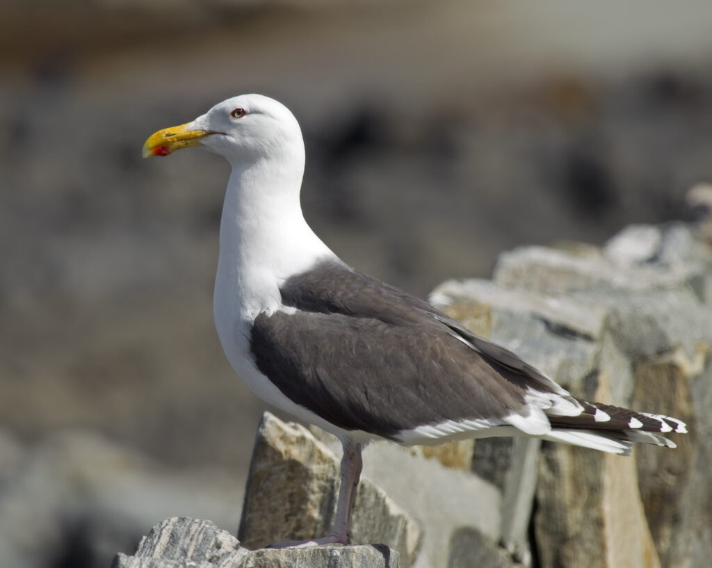 Le goéland marin, un oiseau de la famille des Laridés, sujet de l'article "Une histoire d'Oiseaux" du Bird-Blog d'Une histoire de plumes