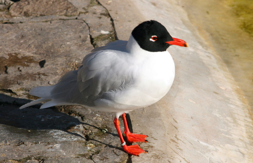 La mouette mélanocéphale, un oiseau de la famille des Laridés, sujet de l'article "Une histoire d'Oiseaux" du Bird-Blog d'Une histoire de plumes