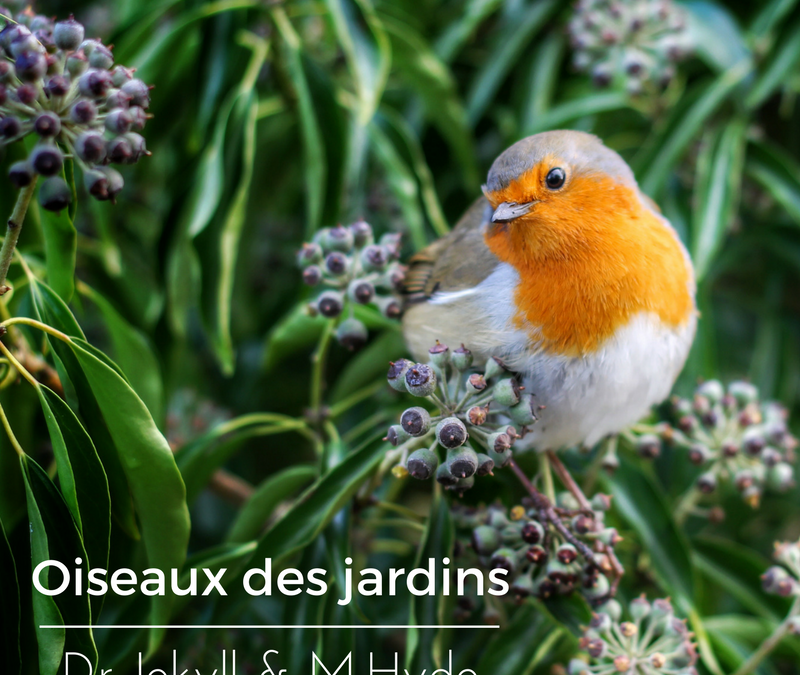 Oiseaux des jardins: Dr Jekyll et M.Hyde