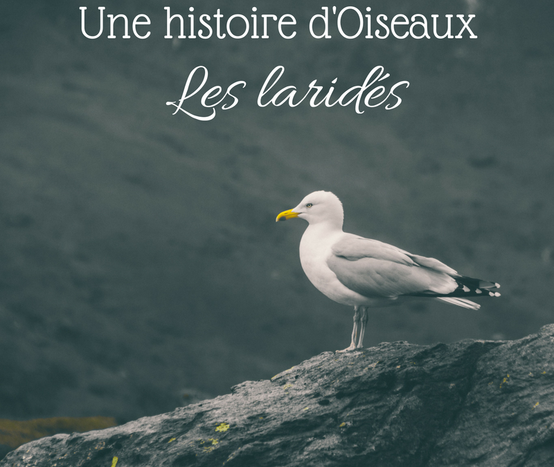 Une histoire d’Oiseaux: les Laridés