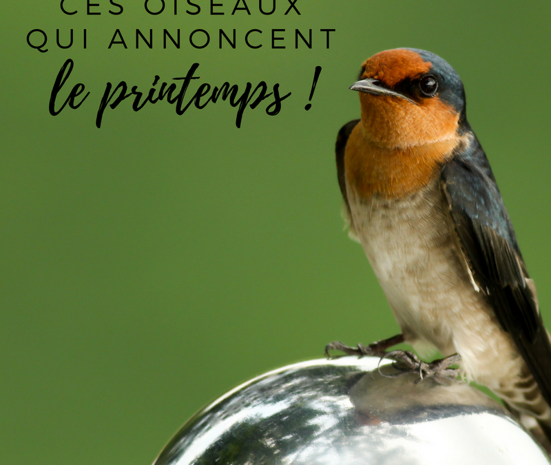 Ces oiseaux qui annoncent le printemps