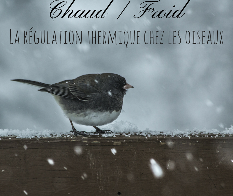 Chaud/froid: la régulation thermique chez les oiseaux