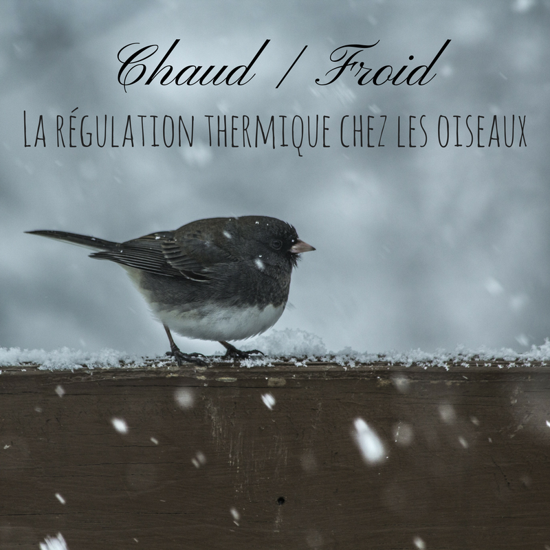 Le Bird-Blog d'une histoire de plumes vous explique la régulation thermique chez les oiseaux