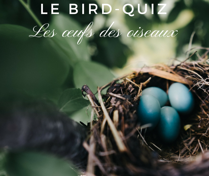 Bird-Quiz : les œufs des oiseaux