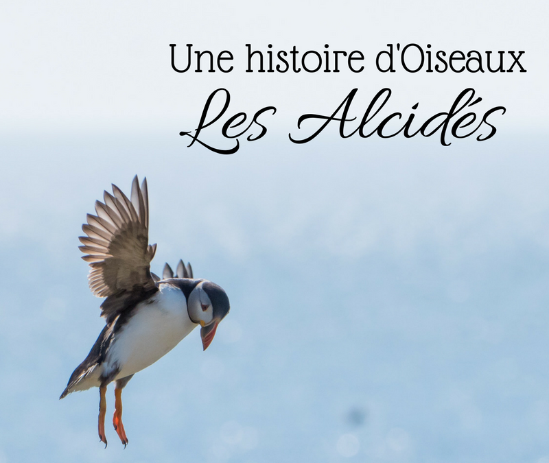 Une histoire d’Oiseaux: les Alcidés