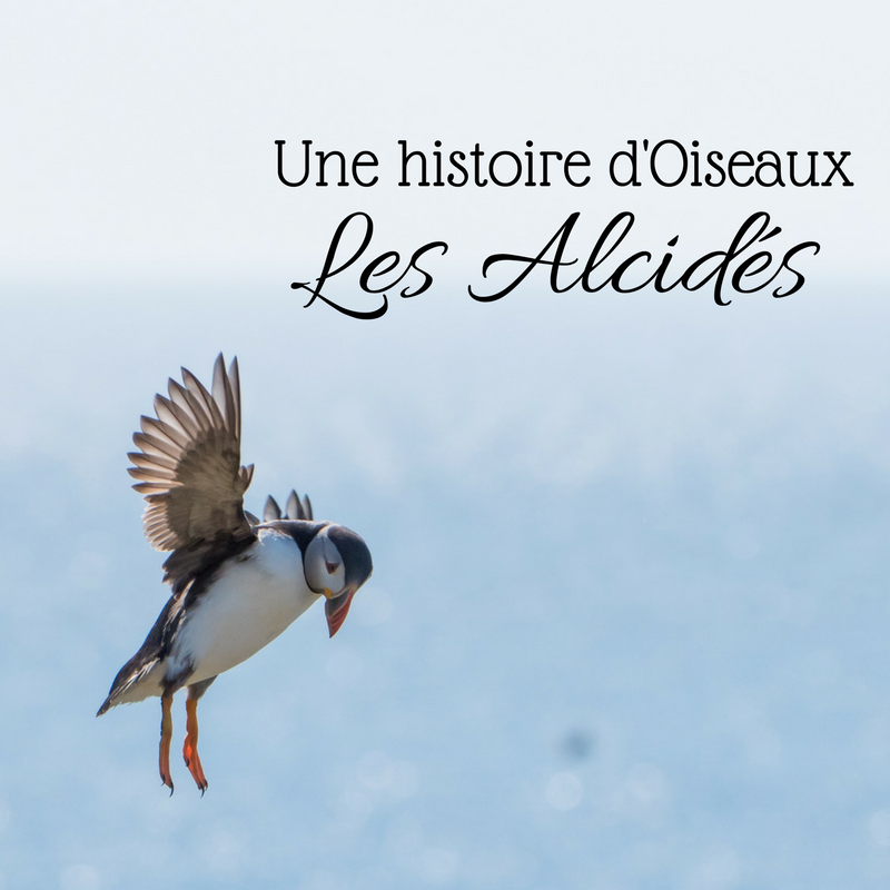 Découvrez les alcidés dans le nouvel article du bird-blog, le blog d'Une histoire de plumes