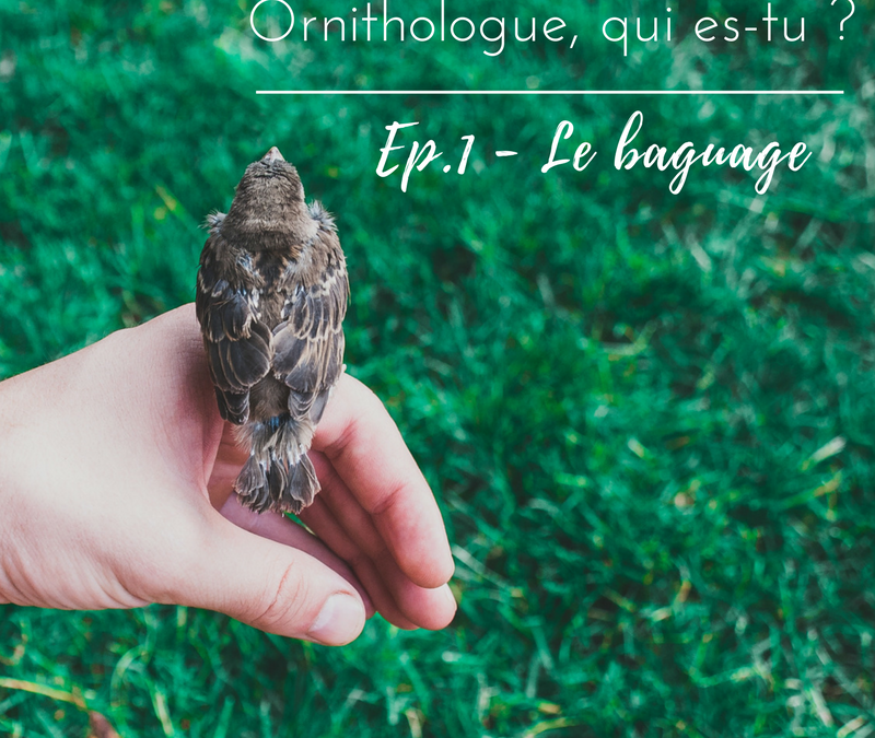 Ornithologue, qui es-tu? Episode 1 – le baguage