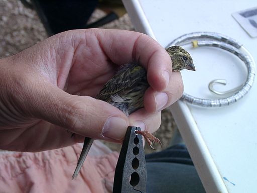 Comment baguent-on les oiseaux, un nouvel article du bird-blog d'une histoire de plumes