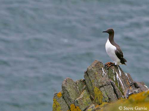 Le Guillemot de Troïl, un alcidé présenté dans notre article du Bird-Blog d'une histoire de plumes