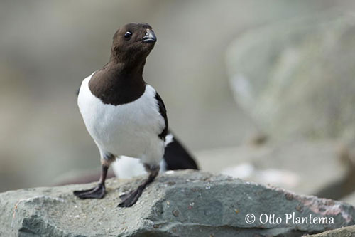 Le Mergule nain, un alcidé présenté dans notre article du Bird-Blog d'une histoire de plumes