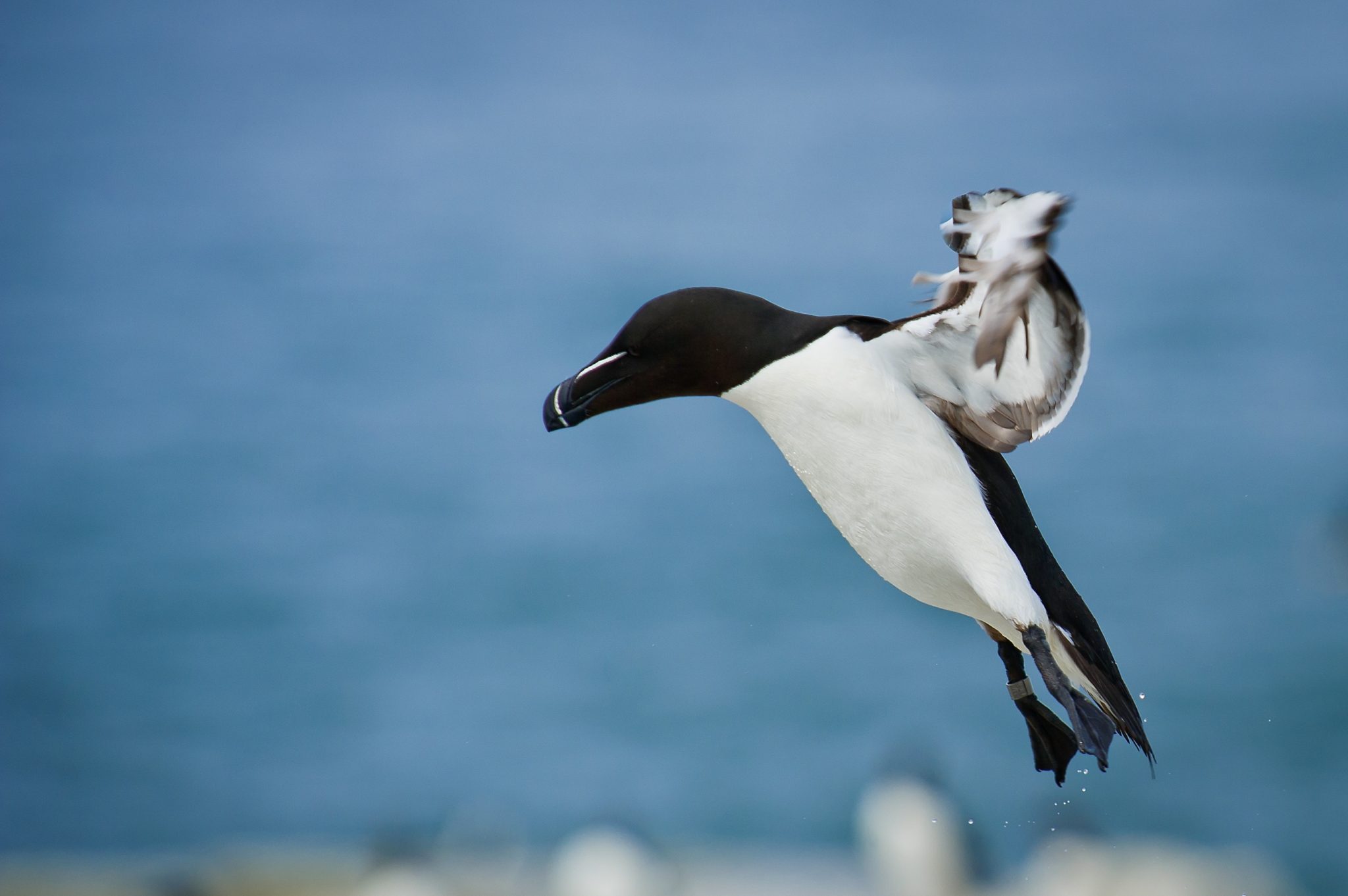 Le pingouin torda, un alcidé présenté dans notre article du Bird-Blog d'une histoire de plumes