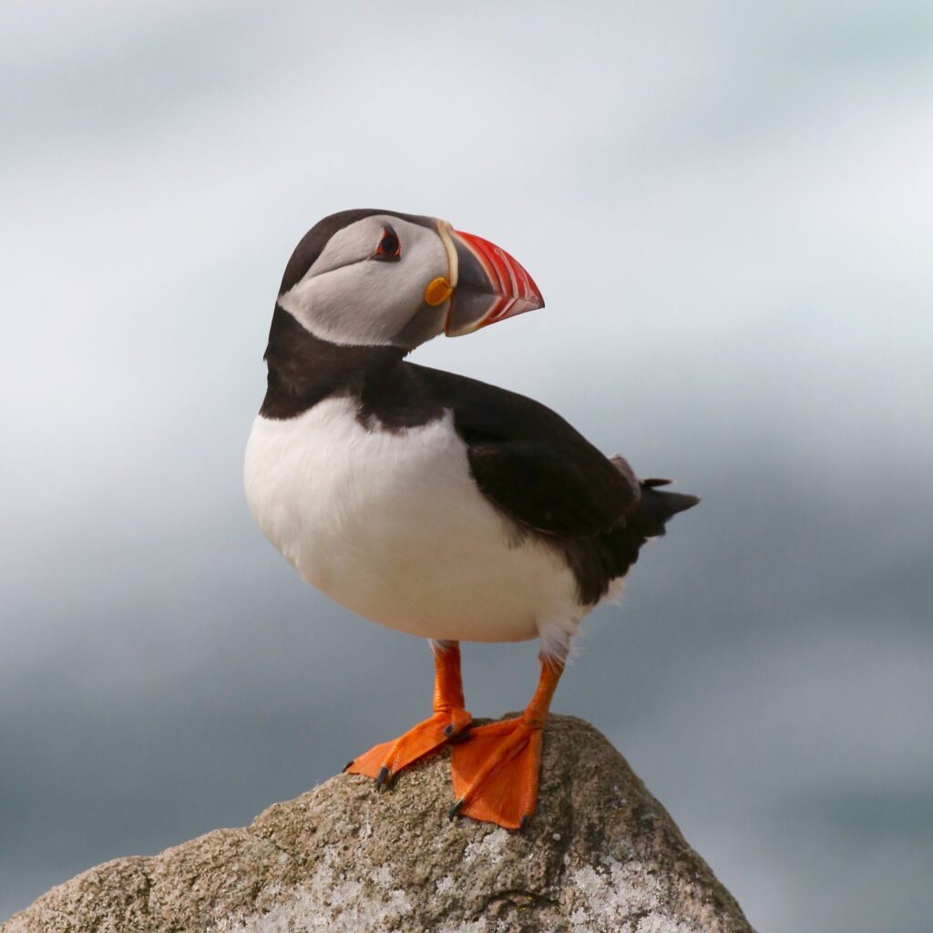 le macareux moine, un alcidé présenté dans notre article du Bird-Blog d'une histoire de plumes