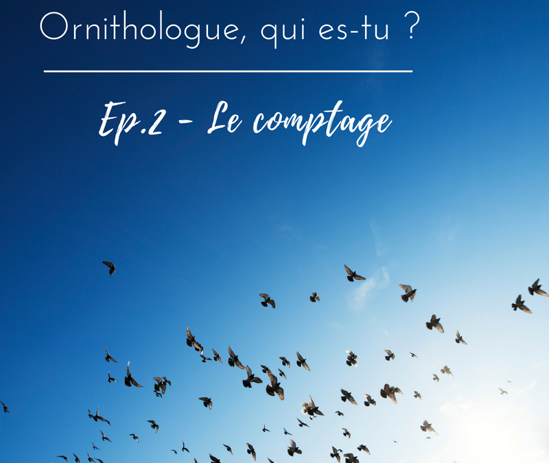 Ornithologue, qui es-tu? Episode 2 – le comptage