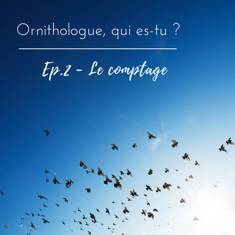 Pourquoi compter les oiseaux? Réponse dans l'article du bird-blog d'une histoire de plumes