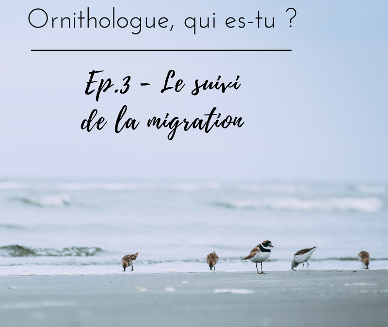 Ornithologue, qui es-tu? Episode 3 – le suivi de la migration