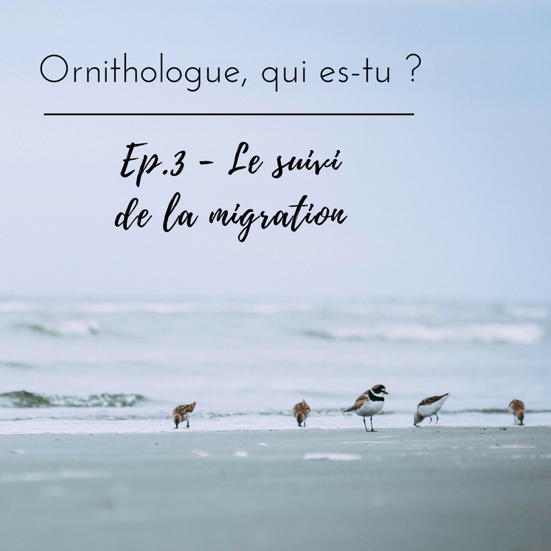 Pourquoi suivre les oiseaux pendant la migration? Réponse dans l'article du bird-blog d'une histoire de plumes