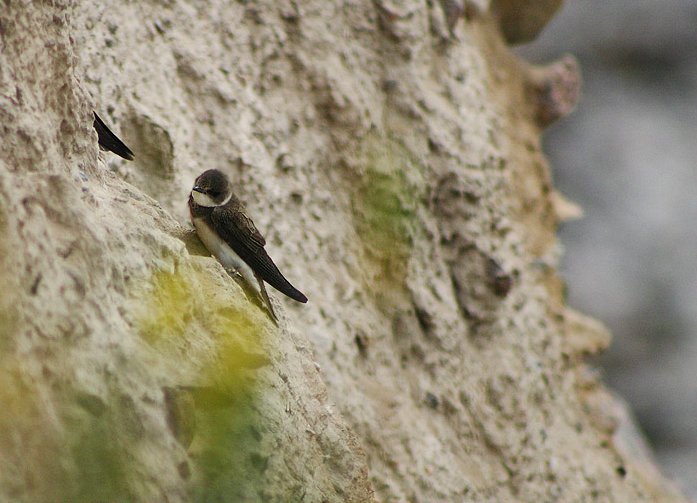 Découvrez notre article sur l'hirondelle de rivage dans le Bird-Blog d'Une histoire de plumes