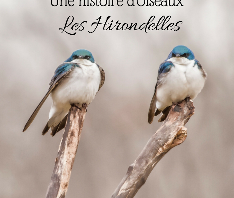 Une histoire d’Oiseaux: les Hirondelles