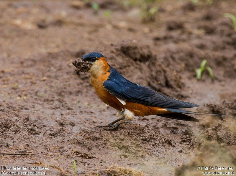 Découvrez notre article sur l'hirondelle des mosquées dans le Bird-Blog d'Une histoire de plumes