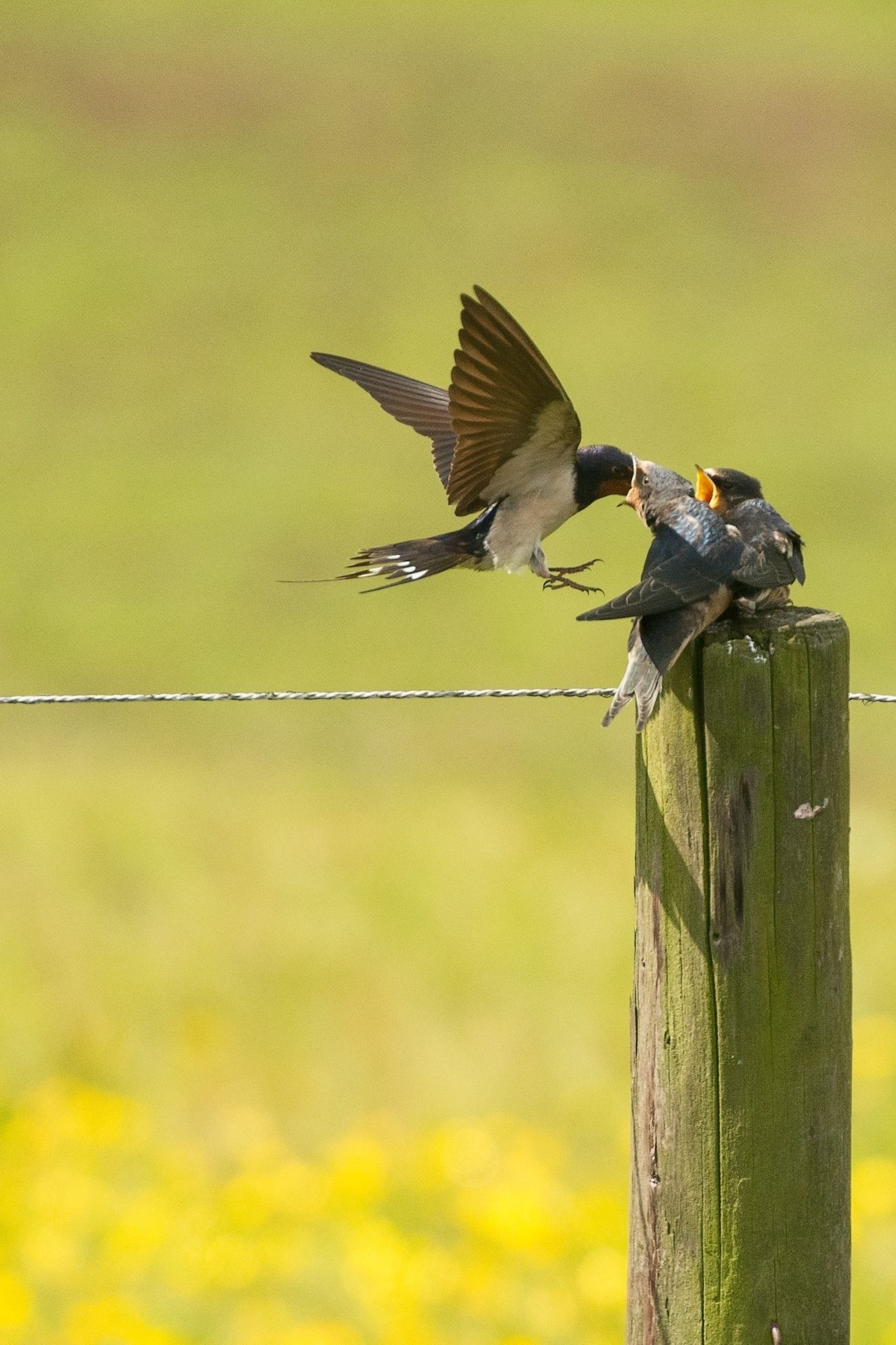 Découvrez notre article sur l'hirondelle rustique dans le Bird-Blog d'Une histoire de plumes