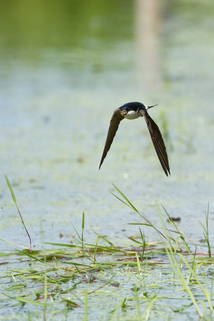 Découvrez notre article sur les hirondelles dans le Bird-Blog d'Une histoire de plumes