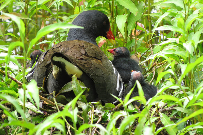 La poule d'eau et ses petits, un oiseau à découvrir dans le nouvel article de notre série de l'été du Bird-Blog d'Une histoire de plumes