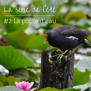 Nouvel article du bird-blog d'une histoire de plumes: découvrez la poule d'eau