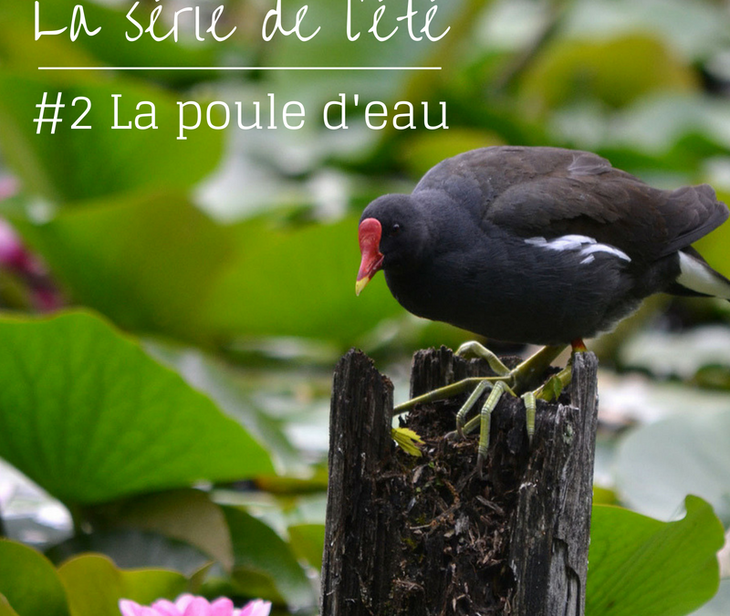 La série de l’été – Episode 2: La Poule d’eau