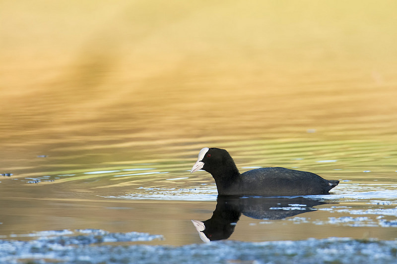 La foulque macroule, à ne pas confondre avec la poule d'eau, sujet du dernier article du Bird-Blog d'une histoire de plumes