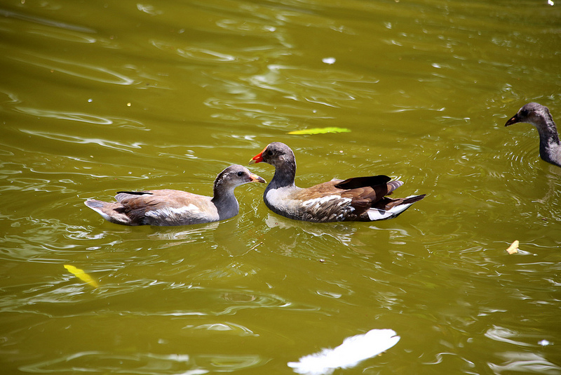 La poule d'eau, un oiseau à découvrir dans le nouvel article de notre série de l'été du Bird-Blog d'Une histoire de plumes