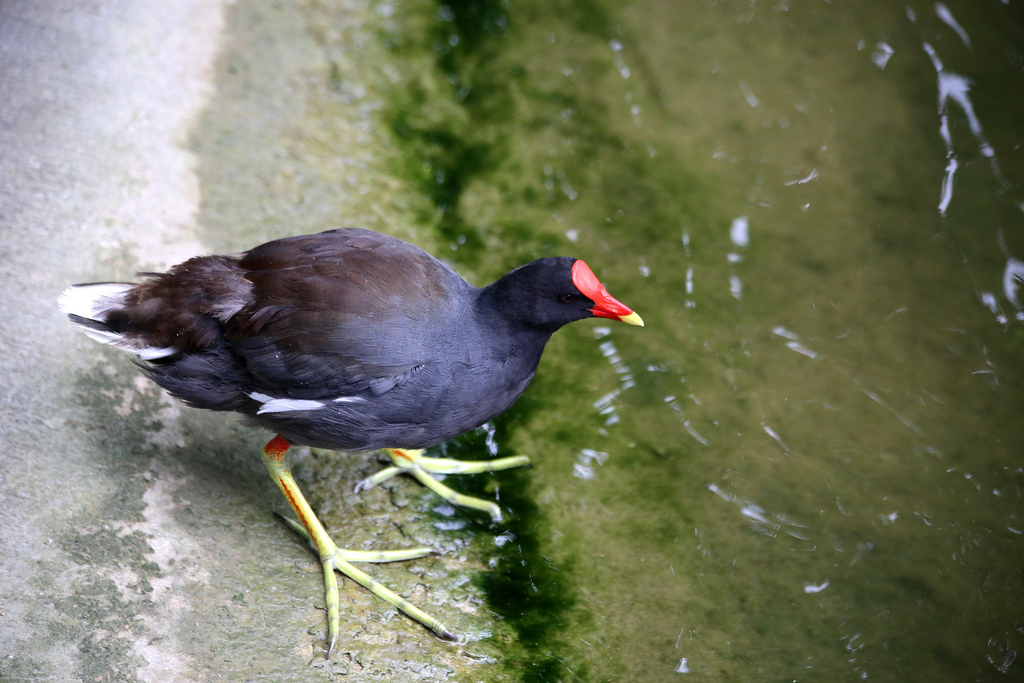 La poule d'eau, un oiseau à découvrir dans le nouvel article d'une histoire de plumes