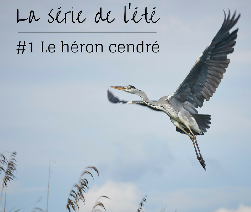 La série de l’été – Episode 1: Le Héron cendré