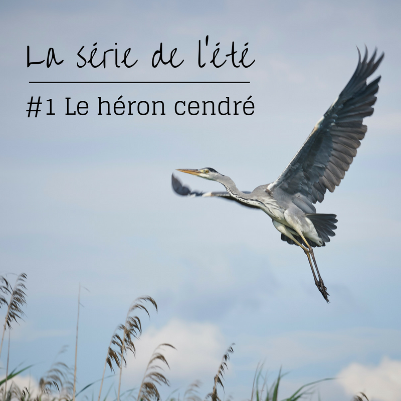 Le héron cendré, un oiseau à découvrir dans le nouvel article du Bird-Blog d'une histoire de plumes