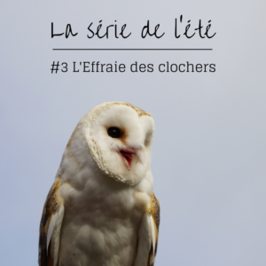 Suite de la série de l'été d'une histoire de plumes: partons à la découverte de la chouette effraie