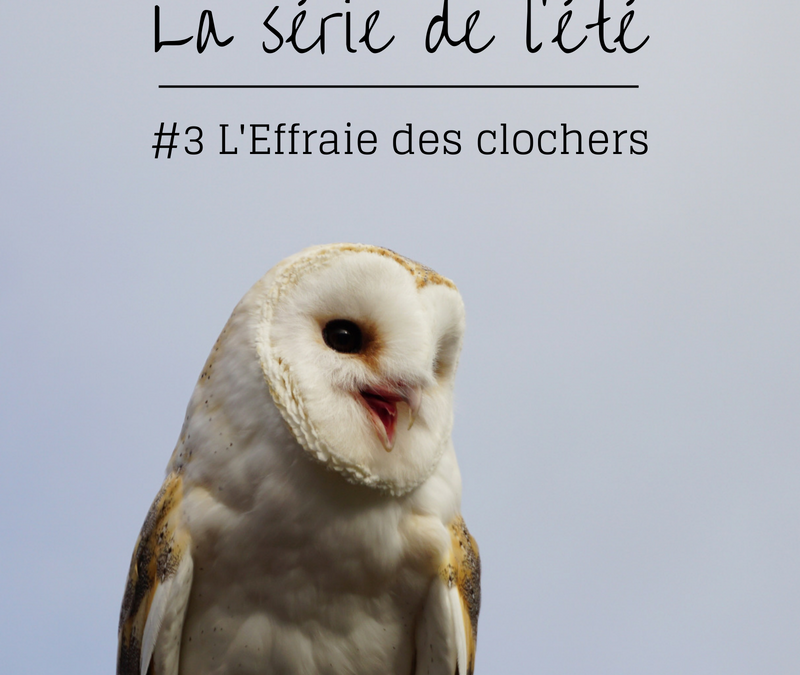 La série de l’été – Episode 3: L’Effraie des clochers