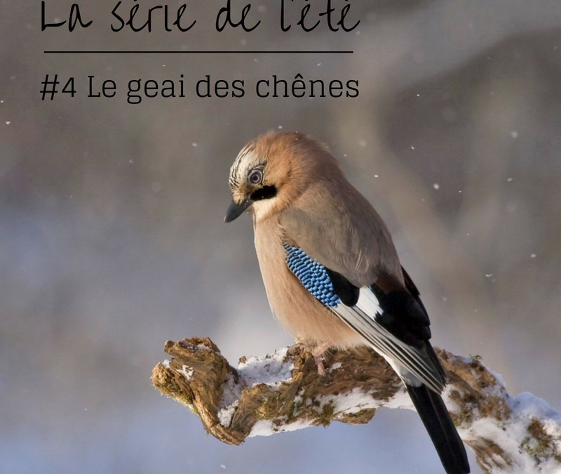 La série de l’été – Episode 4: Le geai des chênes