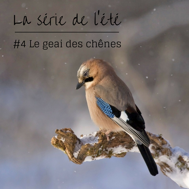 Nouvel article du bird-blog d'une histoire de plumes: découvrez le geai des chênes