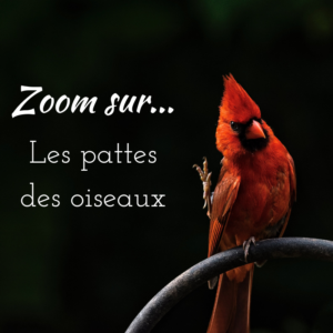 Découvrez les pattes des oiseaux grâce à notre article sur le bird-blog