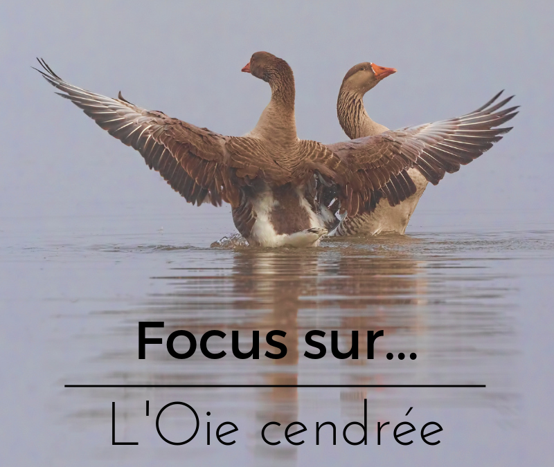 Focus sur…L’Oie cendrée