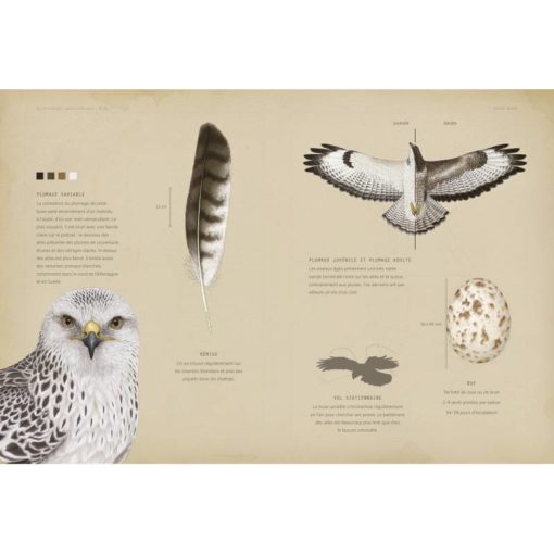 Une histoire de livres: "Rapaces diurnes et nocturnes d'Europe" - Une ...
