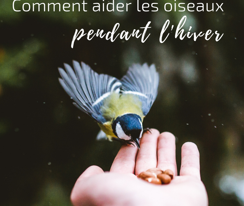 Comment aider les oiseaux pendant l’hiver?