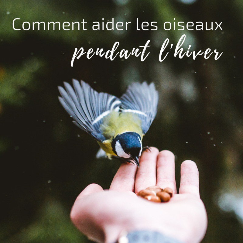 Des refuges pour les oiseaux pendant l'hiver