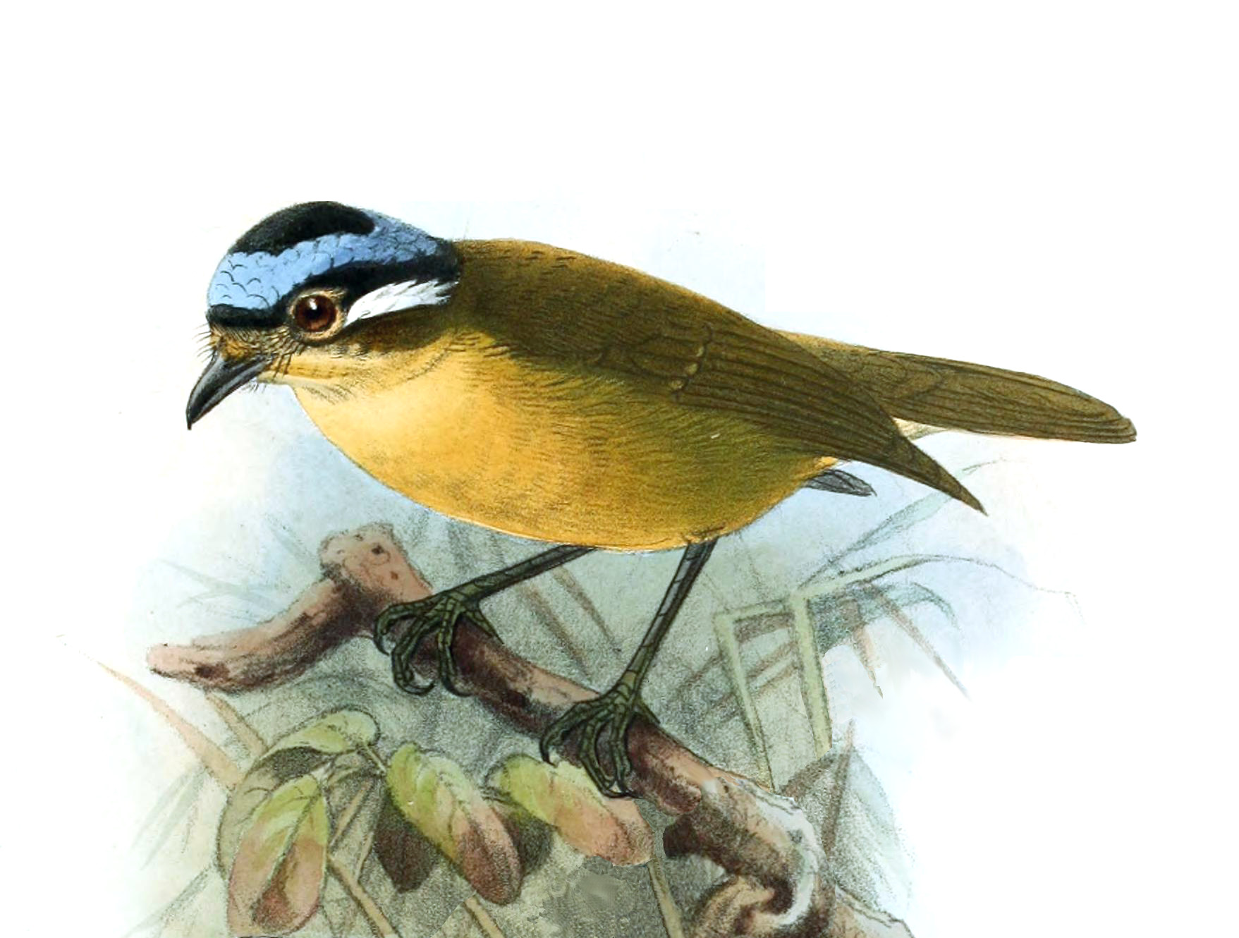 L'Ifrita de Kowald, un oiseau effrayant de notre article du bird-blog d'une histoire de plumes