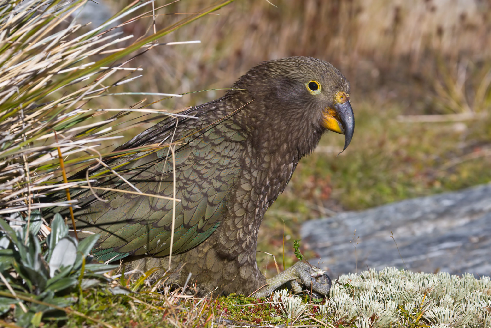 le nestor kéa, un oiseau effrayant de notre article du bird-blog d'une histoire de plumes