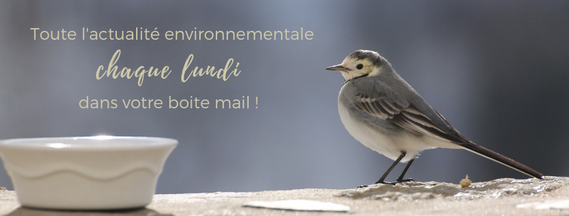 la lettre d'information d'une histoire de plumes - community manager en Gironde